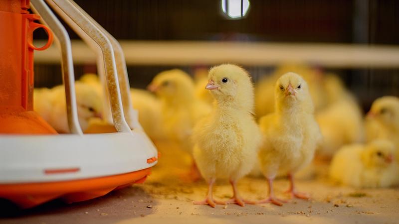Poultry hatchery with CO2 control
