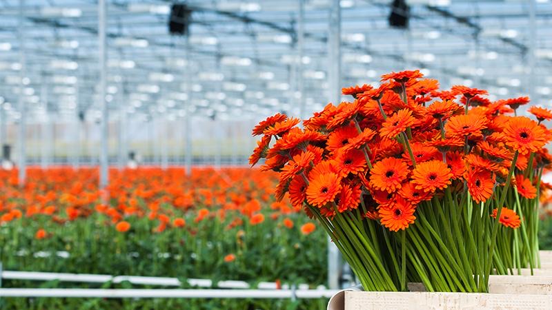 Greenhouse flower cultivation with CO2 monitoring