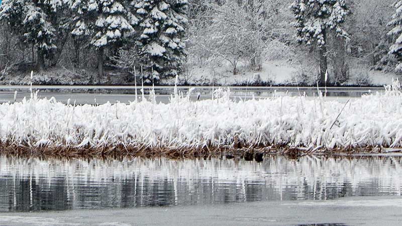 Ecosistema de humedal cubierto de nieve, un entorno típico de estudios de CO2 por muestreo de equilibrio.